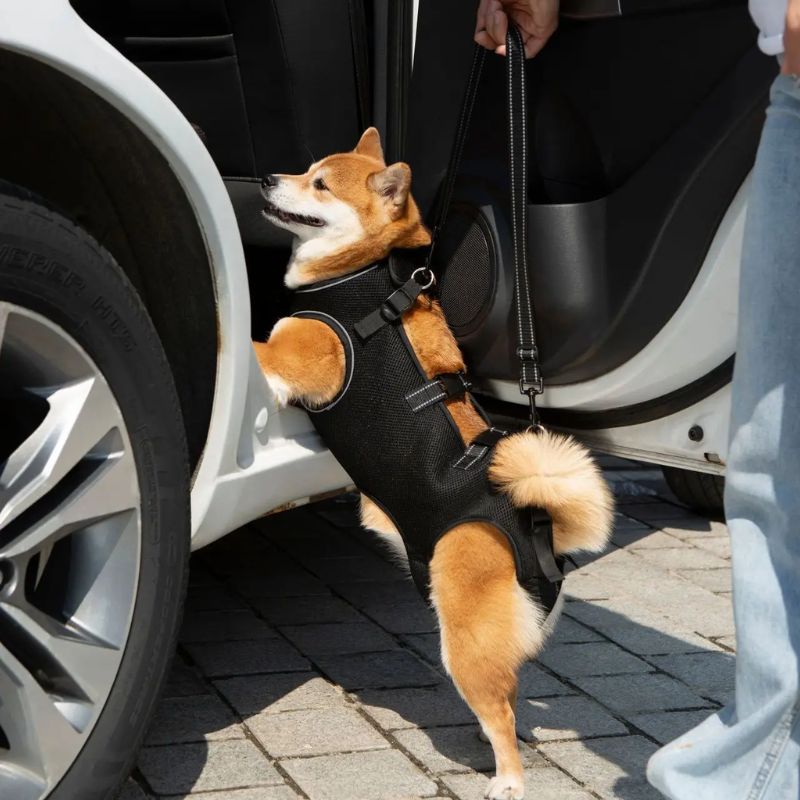 Peitoral de Suporte Ortopédico para Cães e Gatos com Mobilidade Reduzida