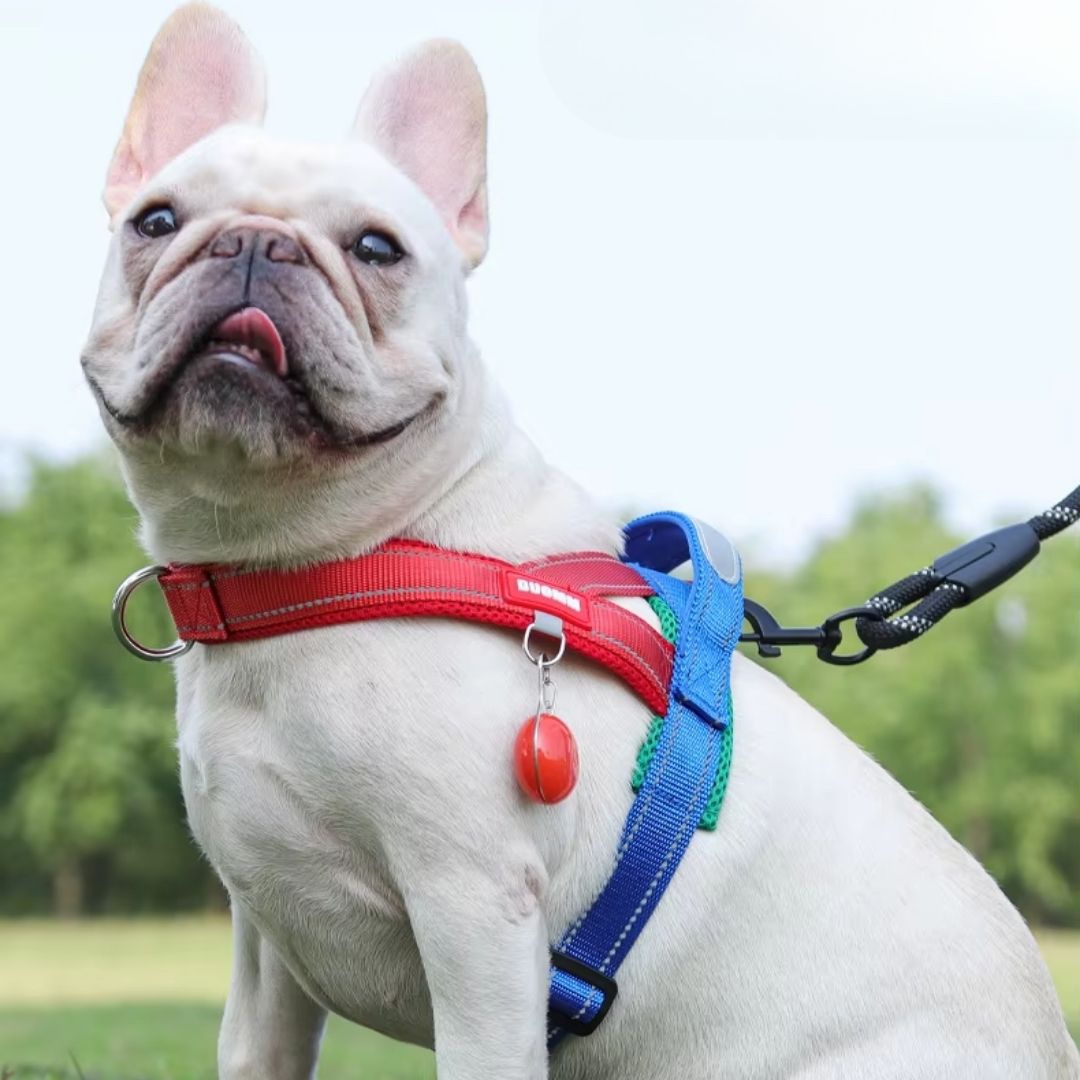 Coleira Peitoral Estilo Sela para Cães Pequenos, Médios e Grandes | Ideal para Caminhadas Seguras ao Ar Livre | Distribui a Pressão Sem Machucar | Ajustável e Confortável