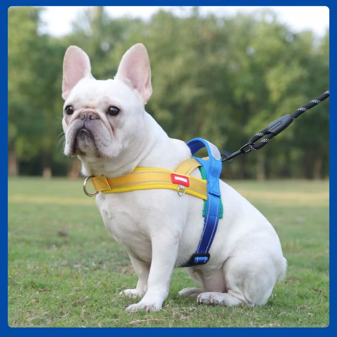 Coleira Peitoral Estilo Sela para Cães Pequenos, Médios e Grandes | Ideal para Caminhadas Seguras ao Ar Livre | Distribui a Pressão Sem Machucar | Ajustável e Confortável