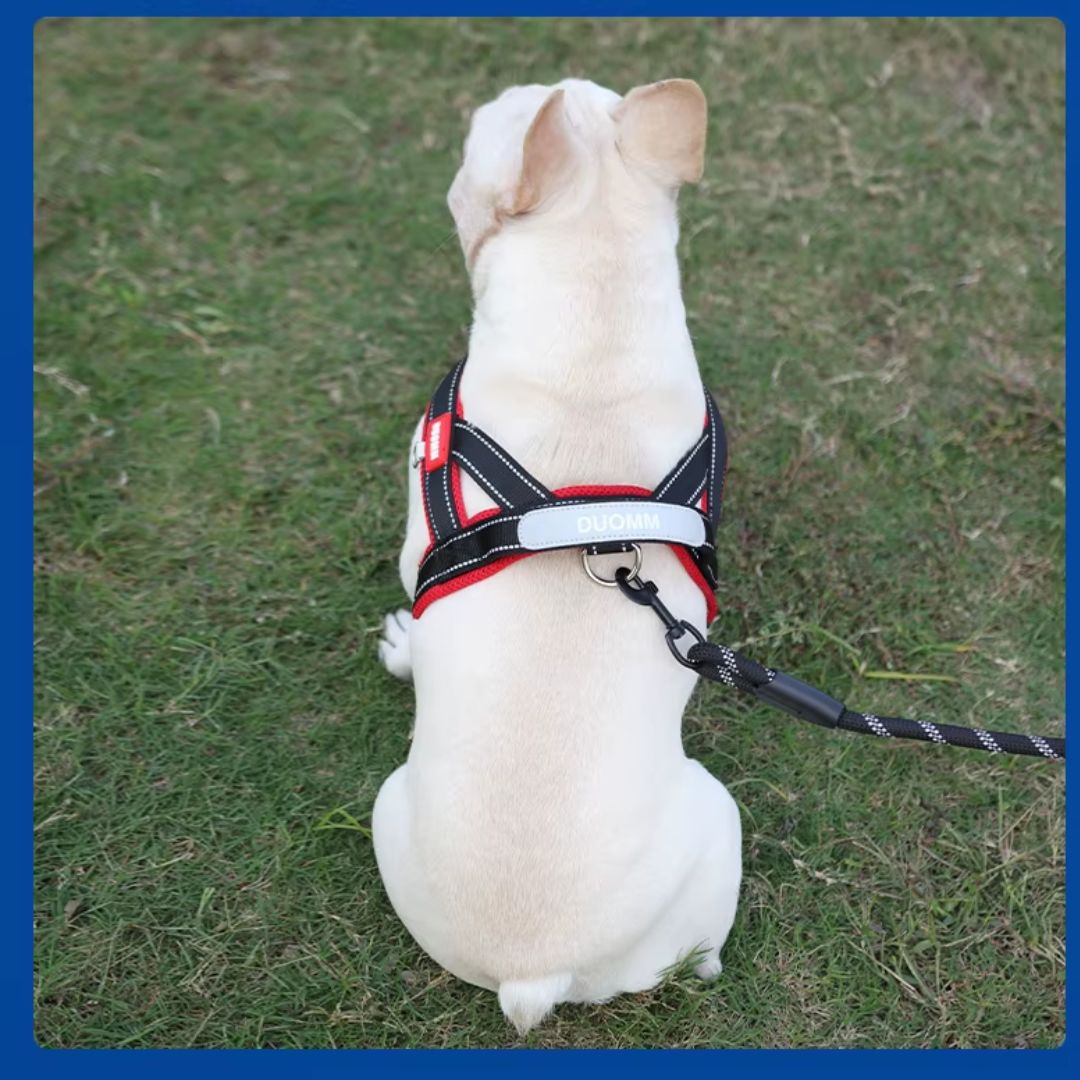 Coleira Peitoral Estilo Sela para Cães Pequenos, Médios e Grandes | Ideal para Caminhadas Seguras ao Ar Livre | Distribui a Pressão Sem Machucar | Ajustável e Confortável