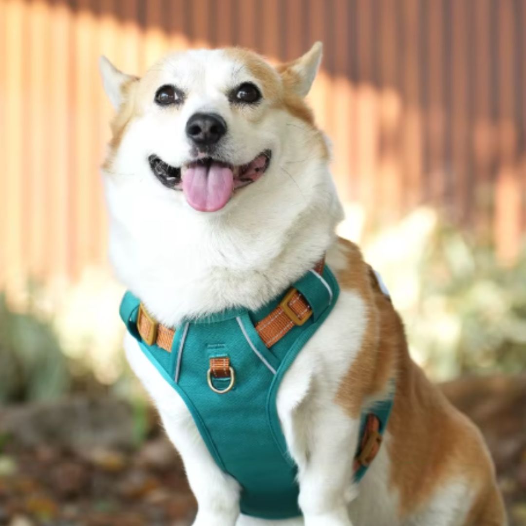 Coleira Peitoral Antipuxão para Cães – Para Cães Pequenos, Médios e Grandes – Ideal para Passeios Seguros e Confortáveis – Com Malha Respirável e Fivela de Liberação Rápida