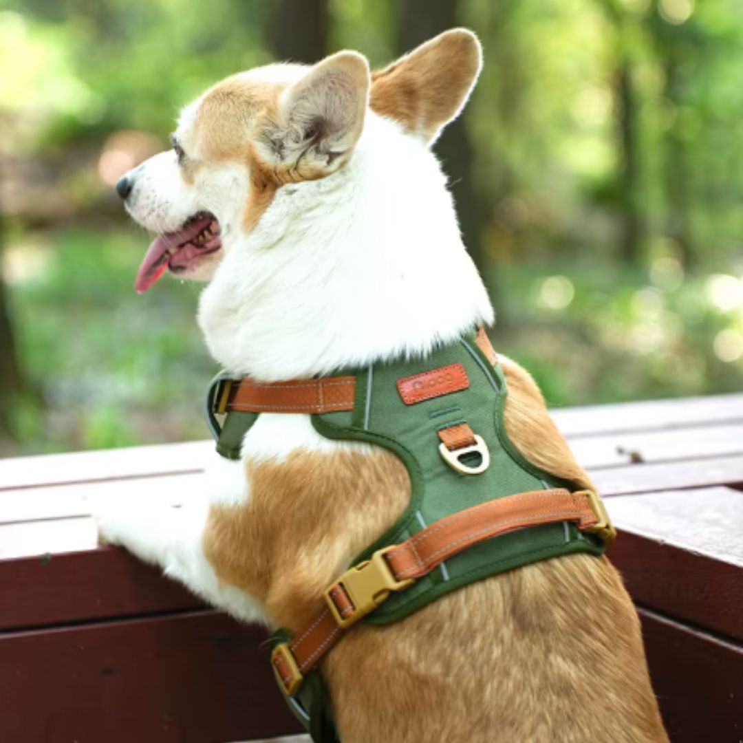 Coleira Peitoral Antipuxão para Cães – Para Cães Pequenos, Médios e Grandes – Ideal para Passeios Seguros e Confortáveis – Com Malha Respirável e Fivela de Liberação Rápida