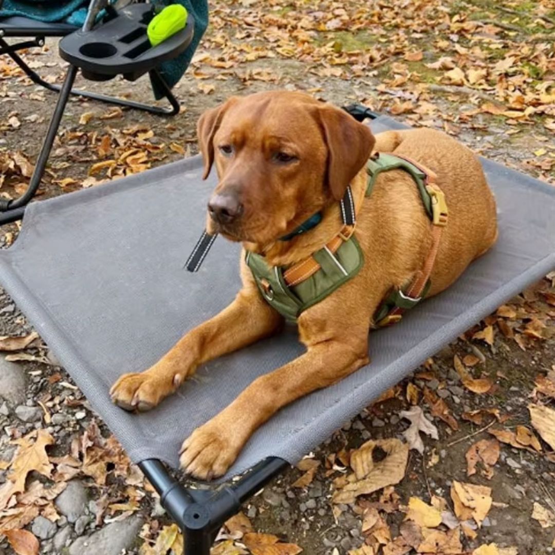 Coleira Peitoral Antipuxão para Cães – Para Cães Pequenos, Médios e Grandes – Ideal para Passeios Seguros e Confortáveis – Com Malha Respirável e Fivela de Liberação Rápida
