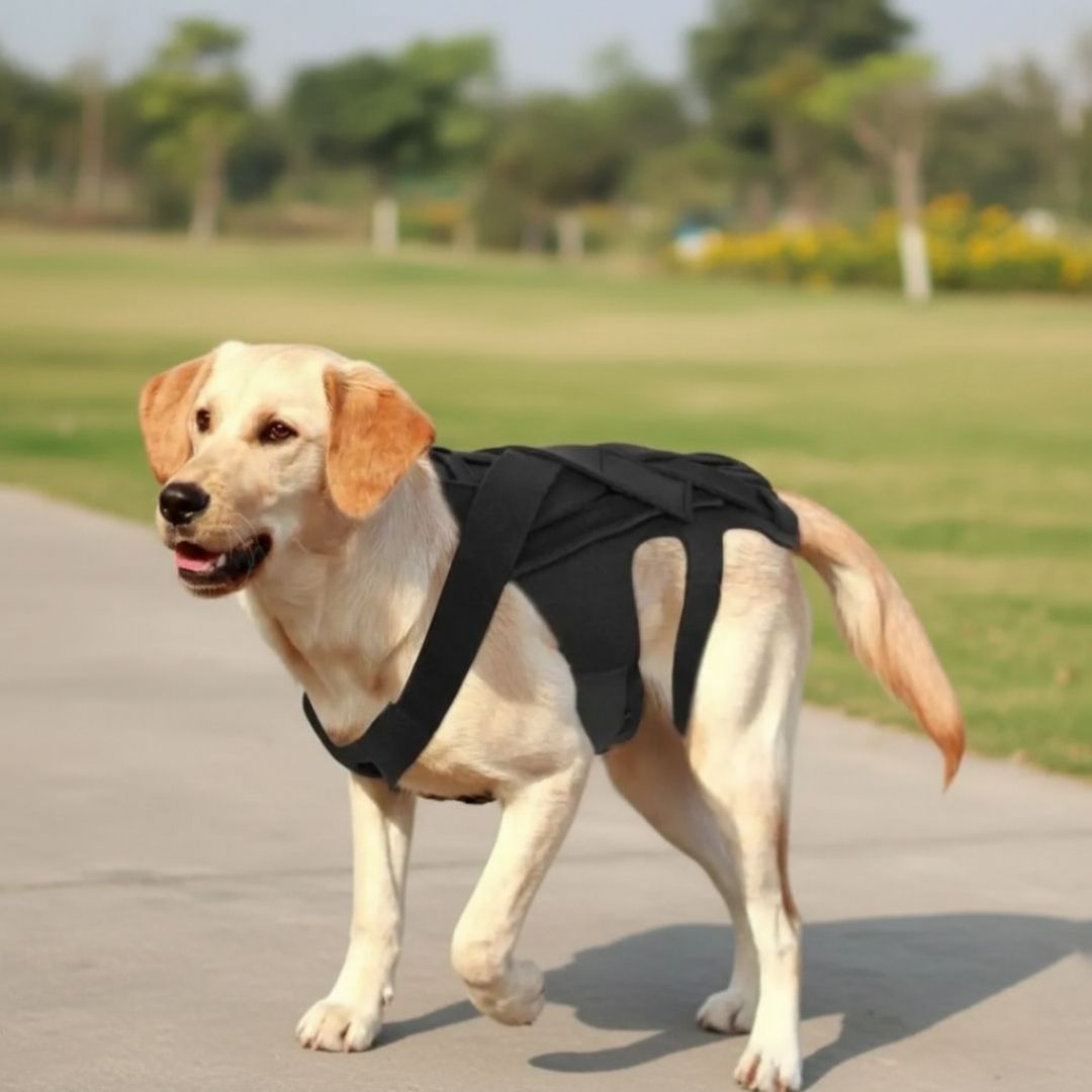 Colete Ortopédico para Cães IVDD – Alívio da Dor