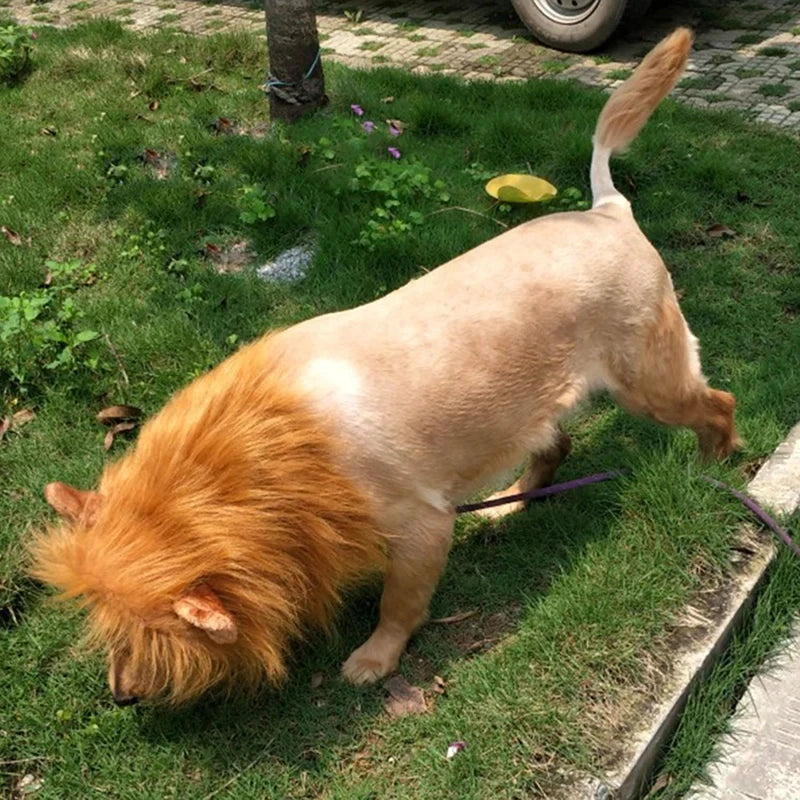 Fantasia de Juba de Leão para Cães e Gatos | Ideal para Pets de Médio e Grande Porte | Perfeita para Sessões de Fotos e Festas Temáticas | Ajustável e Confortável para Uso Prolongado