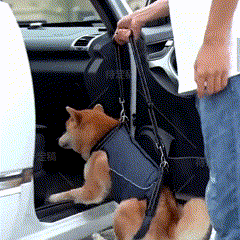 Peitoral de Suporte Ortopédico para Cães e Gatos com Mobilidade Reduzida