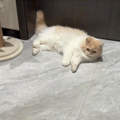 Bola Interativa Saltitante para Pets | Para Gatos e Cães de Pequeno Porte | Estimula a Atividade Física e o Instinto de Caça | Design com Movimento Automático e Rolamento Interno