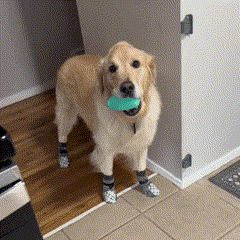Meias Antiderrapantes para Cães com Alça Ajustável – Conforto e Segurança para Patinhas
