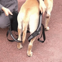 Arnês de Elevação para Cães Idosos e com Problemas de Mobilidade – Suporte Traseiro Confortável Velú Pet