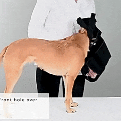 Colete Ortopédico para Cães IVDD – Alívio da Dor Velú Pet