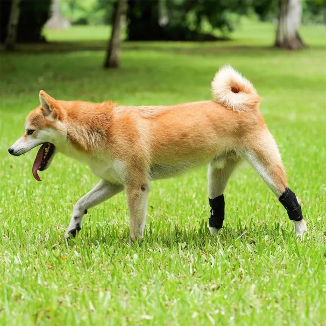 Joelheira Ortopédica para Cães – Suporte e Recuperação Articular velú pet