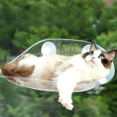 gato observando a rua deitado em cama suspensa transparente presa na janela