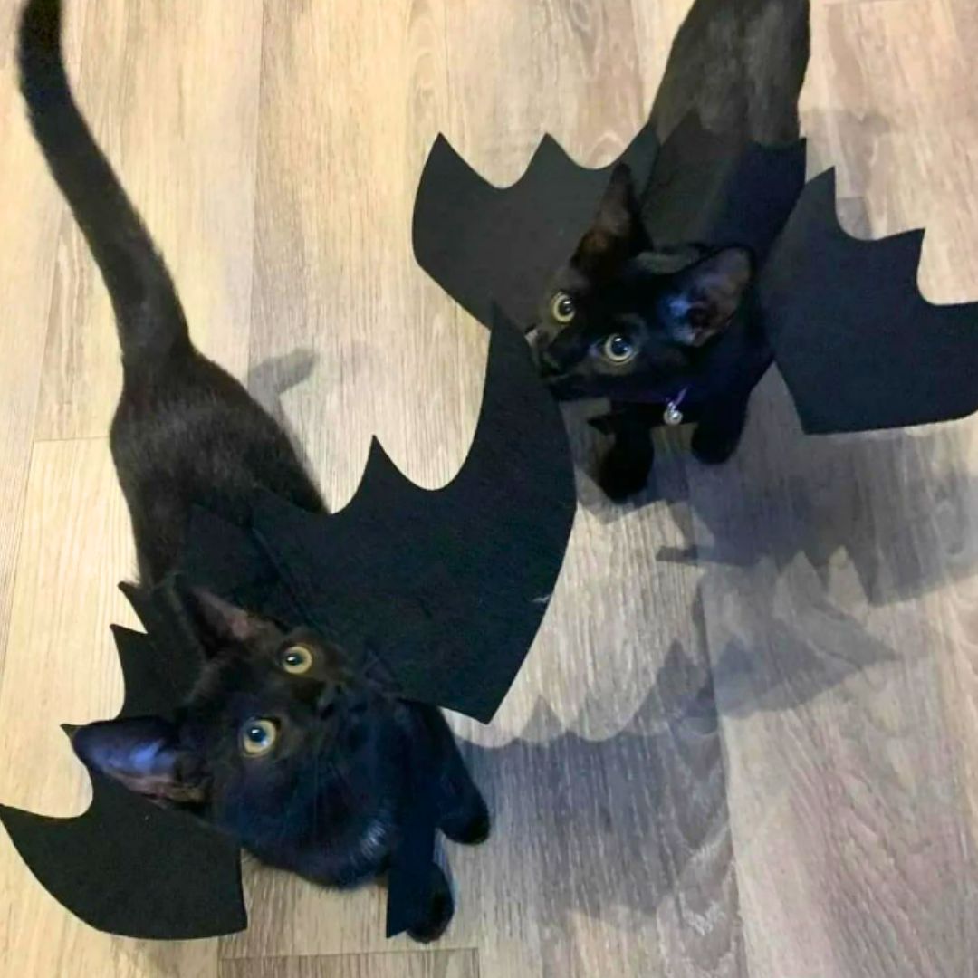 Fantasia de Asas de Morcego para Gatos e Cães – Conforto, Estilo e Diversão para Festas e Halloween