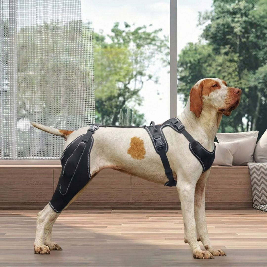Joelheira Ortopédica para Cães Com Peitoral – Suporte para Joelho e Recuperação