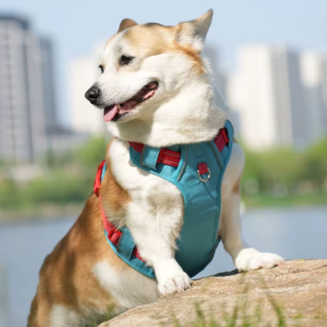 Coleira Peitoral Antipuxão para Cães – Para Cães Pequenos, Médios e Grandes – Ideal para Passeios Seguros e Confortáveis – Com Malha Respirável e Fivela de Liberação Rápida