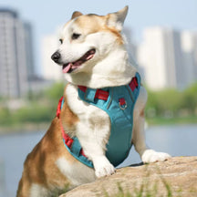 Coleira Peitoral Antipuxão para Cães – Para Cães Pequenos, Médios e Grandes – Ideal para Passeios Seguros e Confortáveis – Com Malha Respirável e Fivela de Liberação Rápida