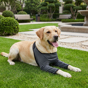 Protetor de Cotovelos Ortopédico para Cachorro – Protege Cotovelos, Feridas e Higromas