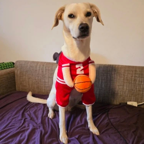 Fantasia Uniforme de Basquete para Cães e Gatos | Para Pets de Todos os Tamanhos | Ideal para Festas e Sessões de Fotos Divertidas | Design Temático, Leve e Confortável