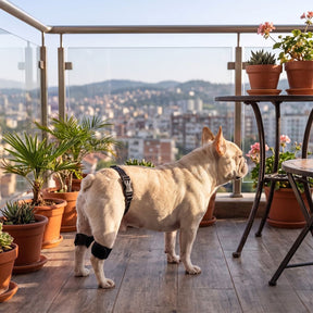 Cinta de Suporte para Quadril e Patas Traseiras
