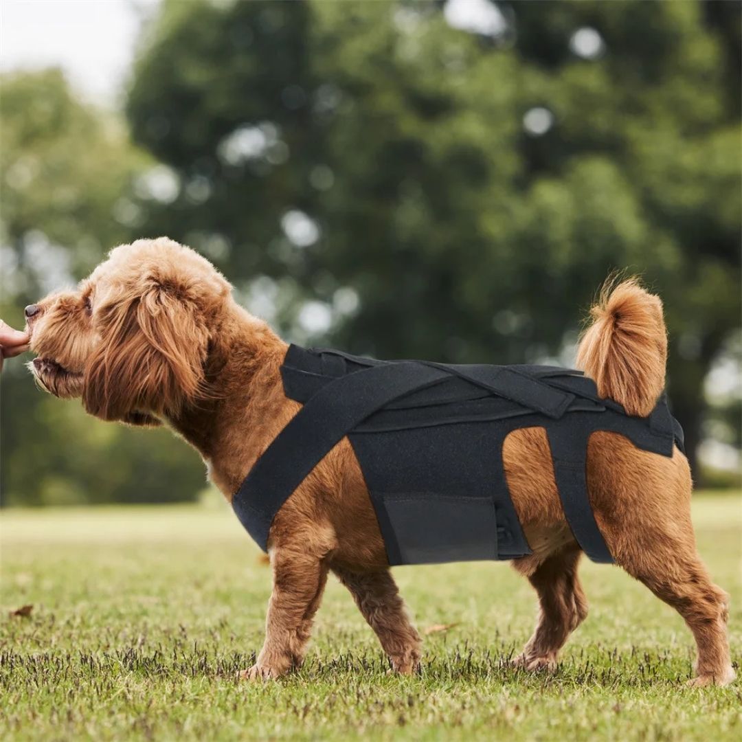 Colete Ortopédico para Cães IVDD – Alívio da Dor Velú Pet