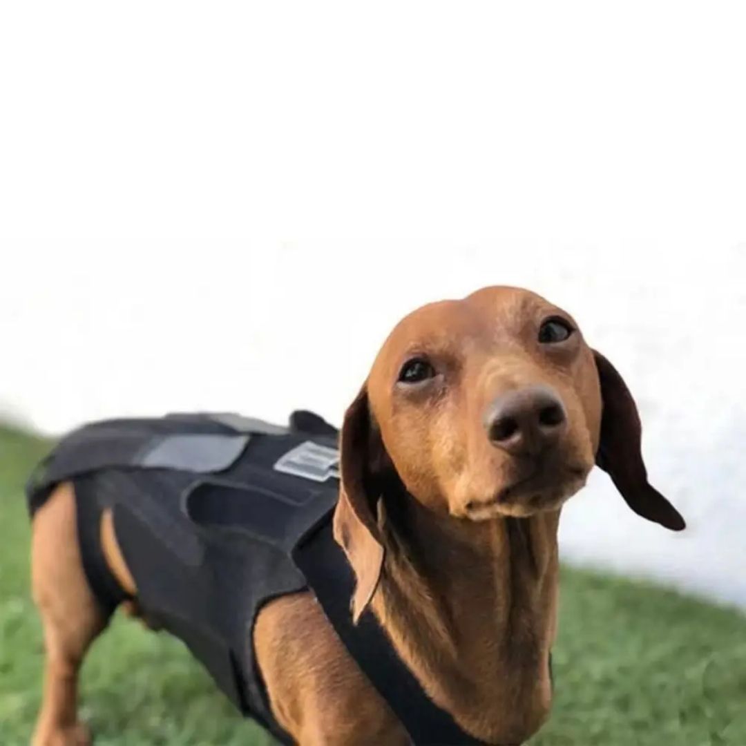 Colete Ortopédico para Cães IVDD – Alívio da Dor Velú Pet