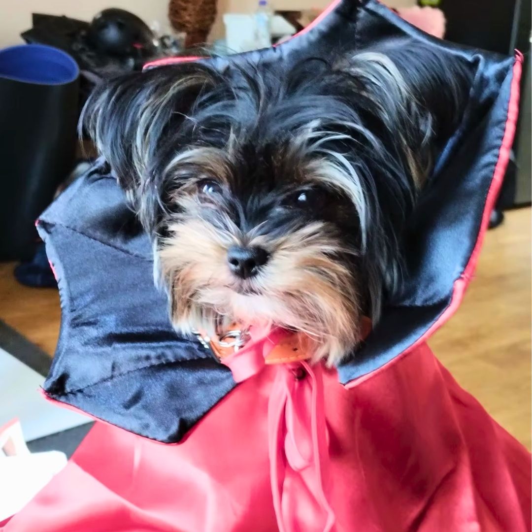 Fantasia De Capa De Vampiro Para Pets