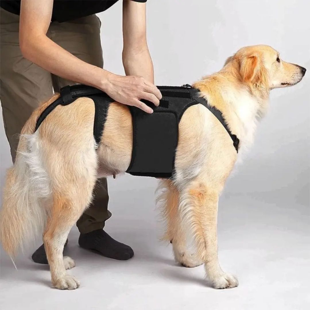 Colete Ortopédico para Cães IVDD – Alívio da Dor Velú Pet