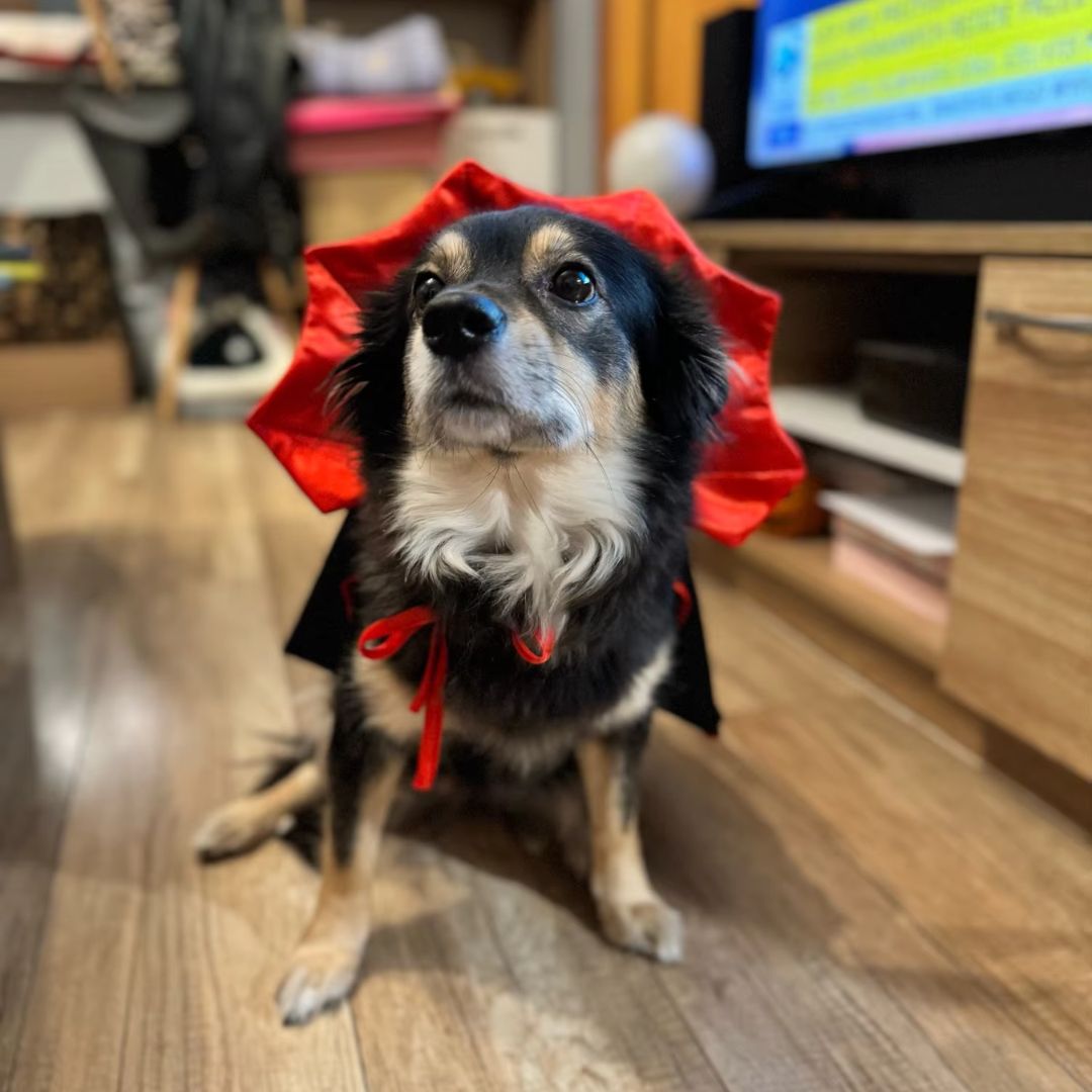 Fantasia De Capa De Vampiro Para Pets