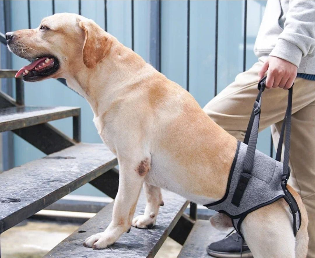 Arnês de Elevação para Cães Idosos e com Problemas de Mobilidade – Suporte Traseiro Confortável Velú Pet