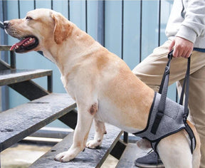 Arnês de Elevação para Cães Idosos e com Problemas de Mobilidade – Suporte Traseiro Confortável Velú Pet