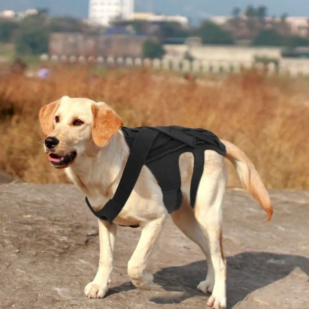 Colete Ortopédico para Cães IVDD – Alívio da Dor Velú Pet
