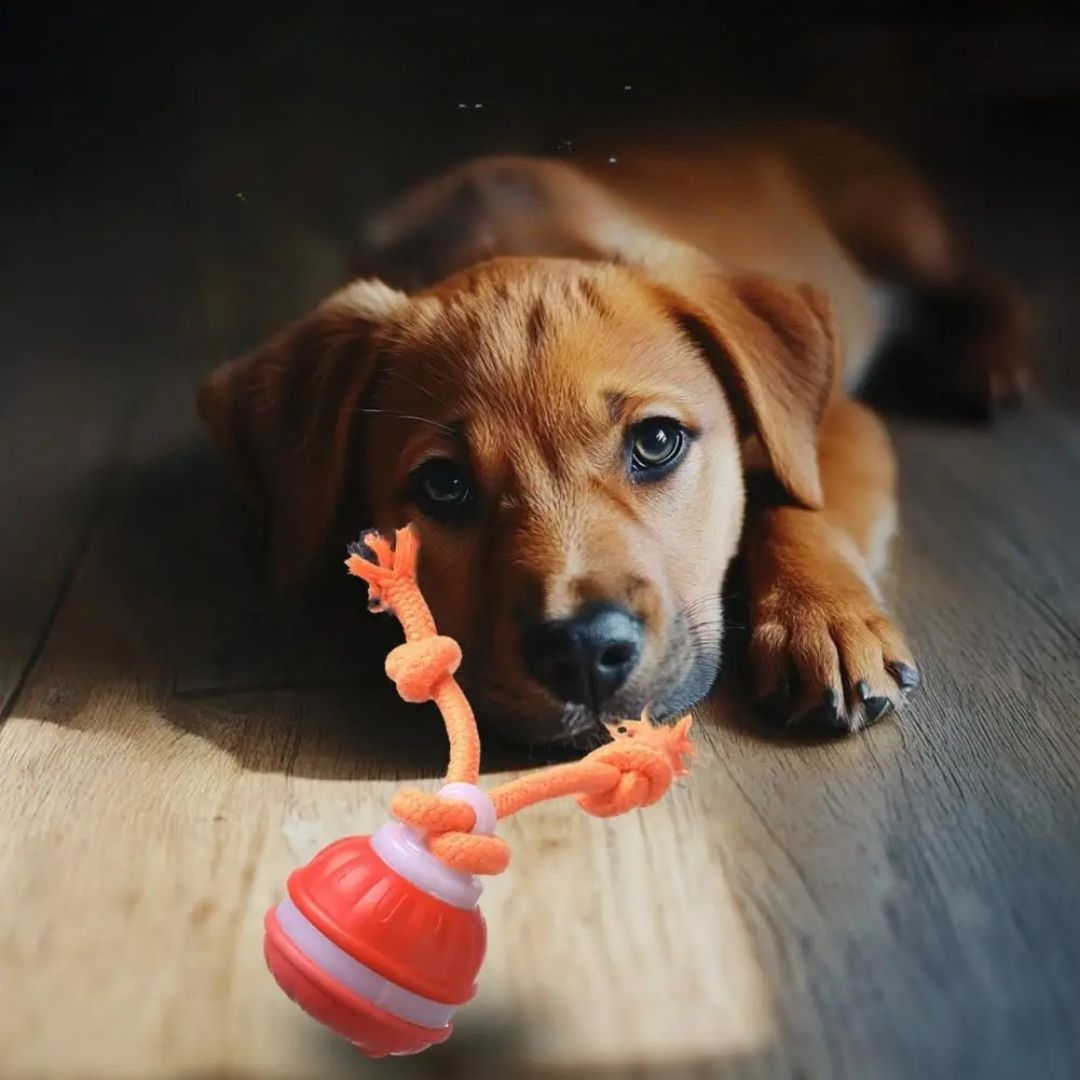 SmartBall Pet™ — Bola Automática com Sensor e Som