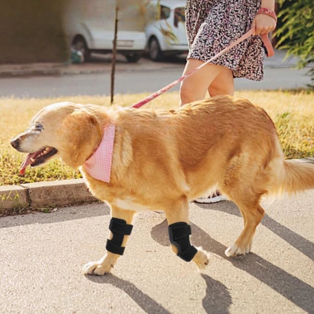 Joelheira Ortopédica para Cães – Suporte e Recuperação Articular velú pet