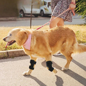 Joelheira Ortopédica para Cães – Suporte e Recuperação Articular velú pet