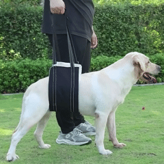 Arn_s_de_Eleva_o_Abdominal_Ortop_dico_para_C_es6