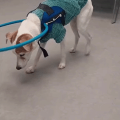 Arnês de Halo - Para cães cegos e de baixa visão