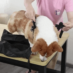 Bolsa de Proteção e Apoio para Cães com Paralisia ou Mobilidade Reduzida