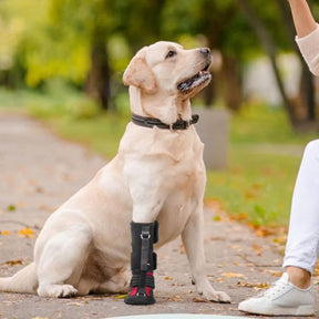 Botinha Corretiva Antiderrapante para Cães que Arrastam a Pata — Apoio de Marcha