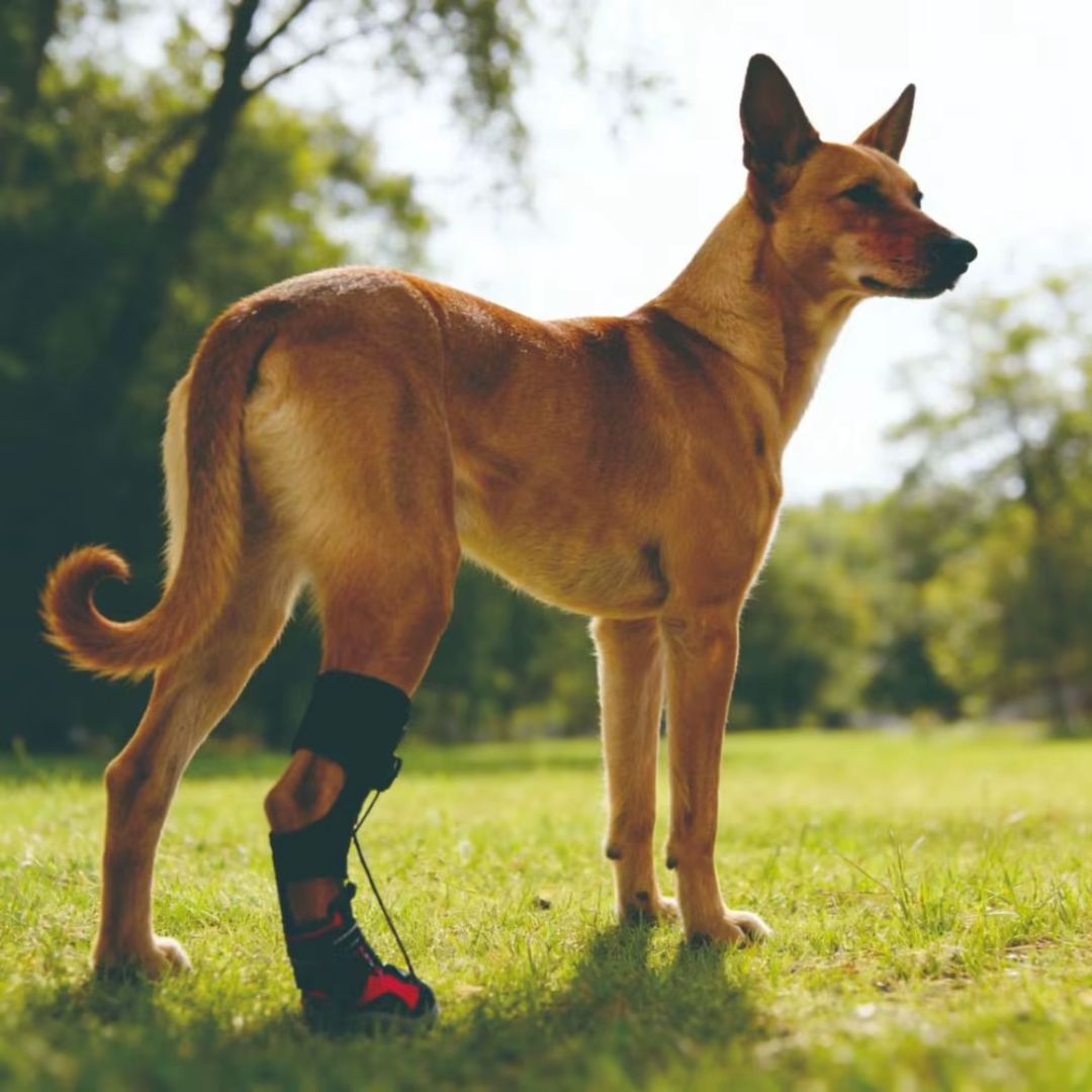 Botinha Corretiva Antiderrapante para Cães que Arrastam a Pata — Apoio de Marcha