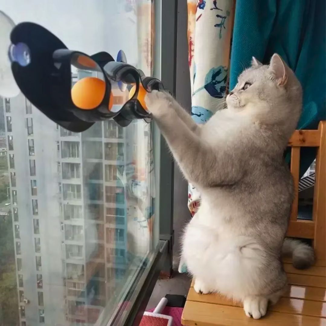 Brinquedo Caça Bola Orbital para Gatos Interativo