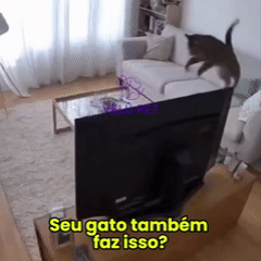 Brinquedo Lagarta Interativa USB para Gatos22
