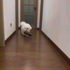 Brinquedo Sapato Mastigável para Cachorros – Resistência e Diversão Garantida