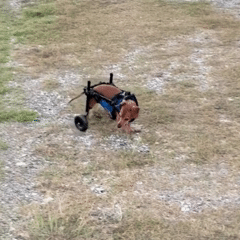 Cadeira de Rodas para Pernas Traseiras para Pets