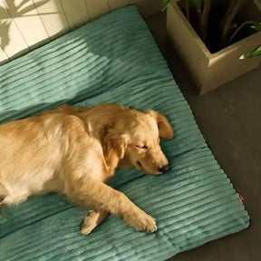 Caminha Pet Heaven Ortopédica – Conforto para Cães Idosos