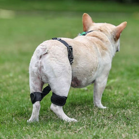 Cinta de Suporte para Quadril e Patas Traseiras