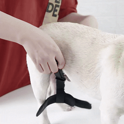 Cinta de Suporte para Quadril e Patas Traseiras