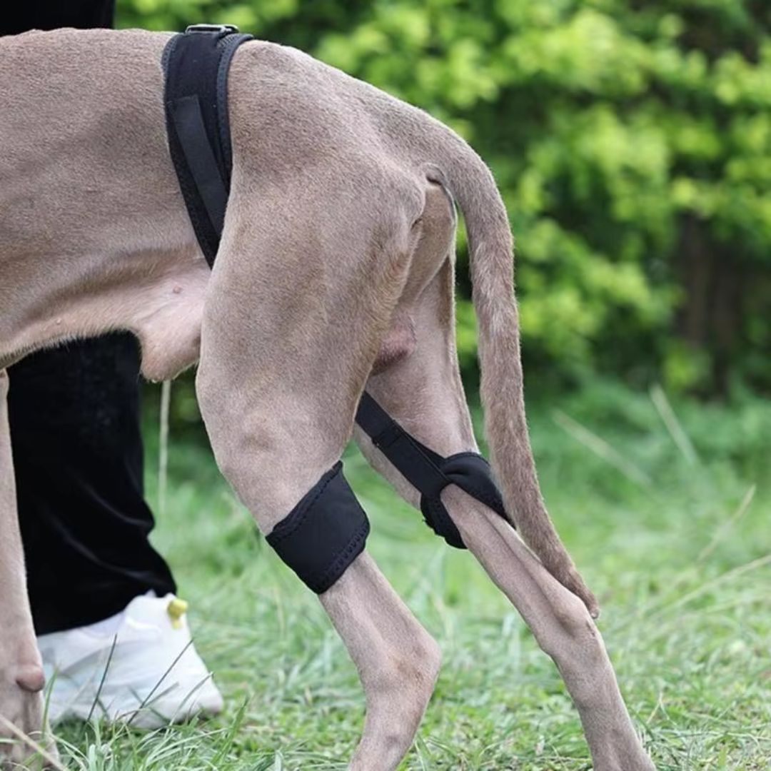 Cinta de Suporte para Quadril e Patas Traseiras