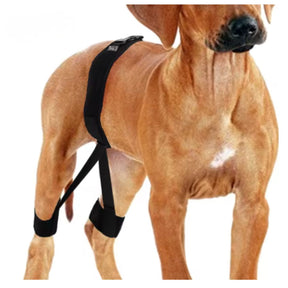 Cinta de Suporte para Quadril e Patas Traseiras