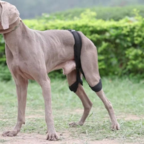 Cinta de Suporte para Quadril e Patas Traseiras