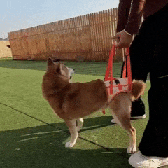 Cinto_de_Apoio_Pet_Mobilidade_e_Conforto_Para_C_es_com_Dificuldades_nas_Patas_Traseiras